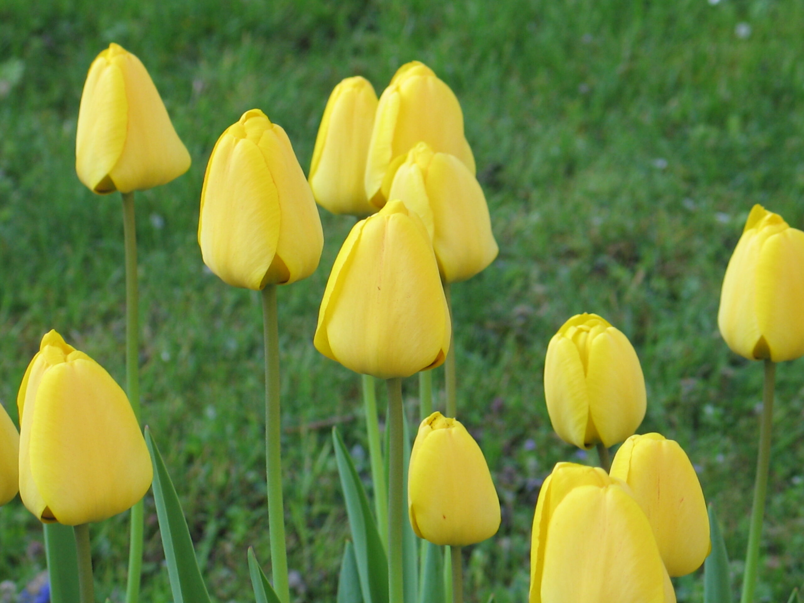 gelbe Tulpen